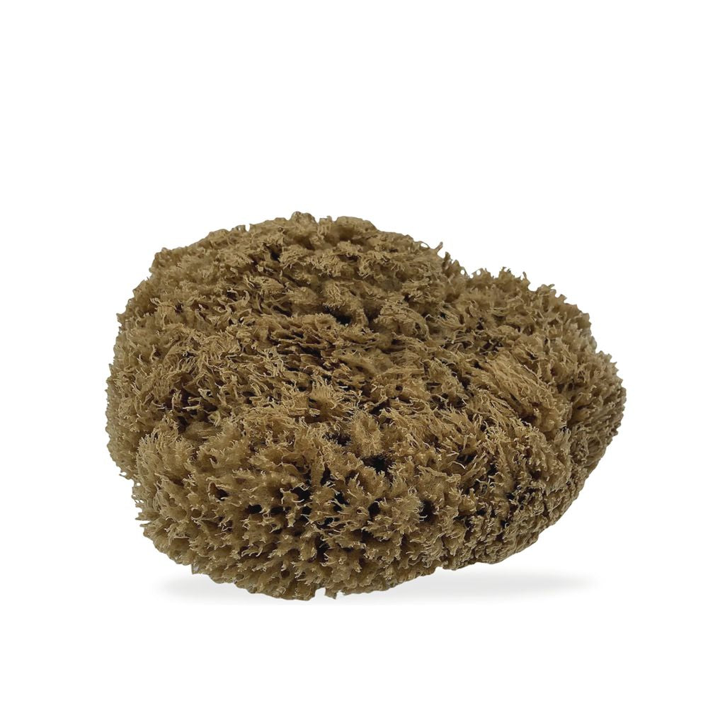 Real World - Natural Mediterranean Sea Sponge - Funky Gifts NZ