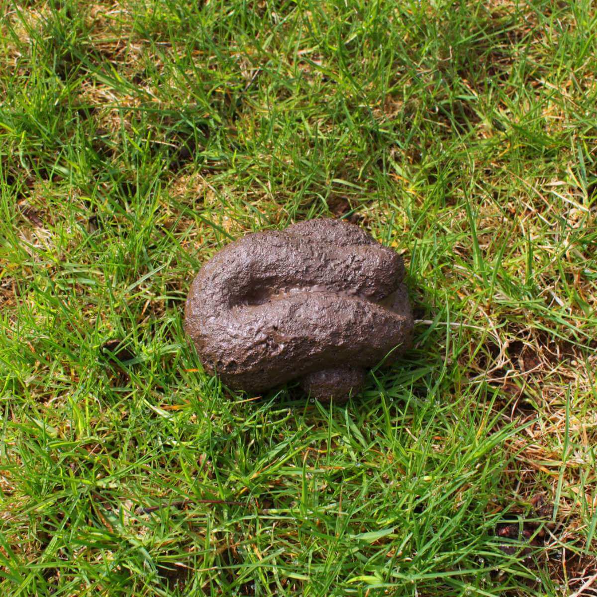 Busters Hide-A-Key Dog Poop – Funky Gifts NZ