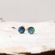 Little Taonga Paua Studs - Funky Gifts NZ