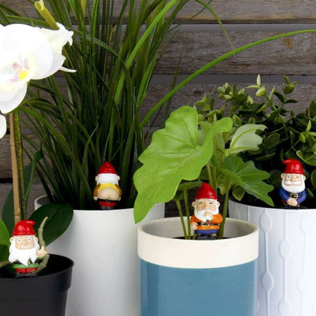 Naughty Gnomes Planters - Funky Gifts NZ