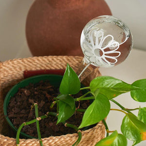Plant Water Bubble Daisy - Funky Gifts NZ.jpg