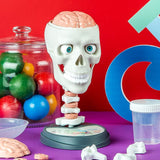 Science & Play - Anatomy Lab - Funky Gifts NZ