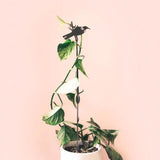 Metalbird Tui Plant Stake - 70cm - Funky Gifts NZ