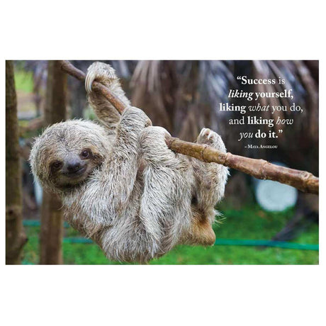 Wisdom of Sloths - Funky Gifts NZ
