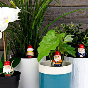 Naughty Gnomes Planters - Funky Gifts NZ
