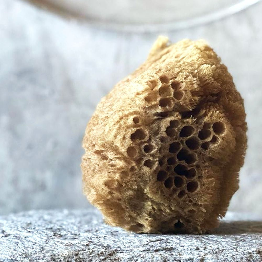 Real World - Natural Mediterranean Sea Sponge - Funky Gifts NZ
